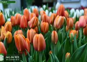 Tulipa Triple A ® (2)